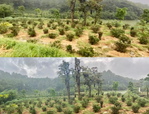 CHIẾN DỊCH “ĐỒI HOA SIM”